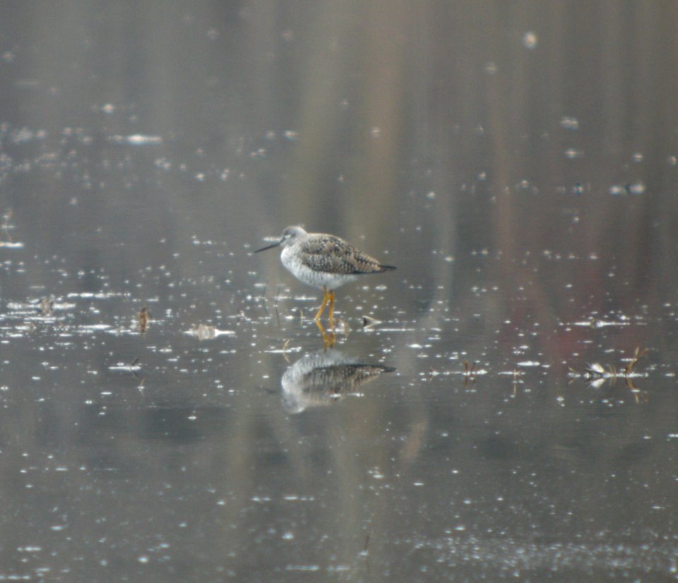 DSCN2874 c Lesser Yellowlegs Aroma Park IL 3-28-2014