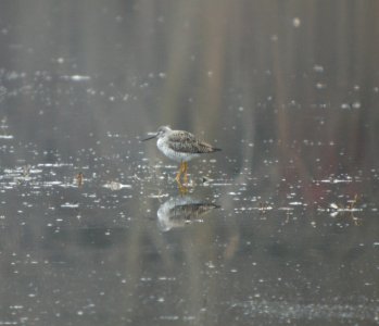 DSCN2874 c Lesser Yellowlegs Aroma Park IL 3-28-2014