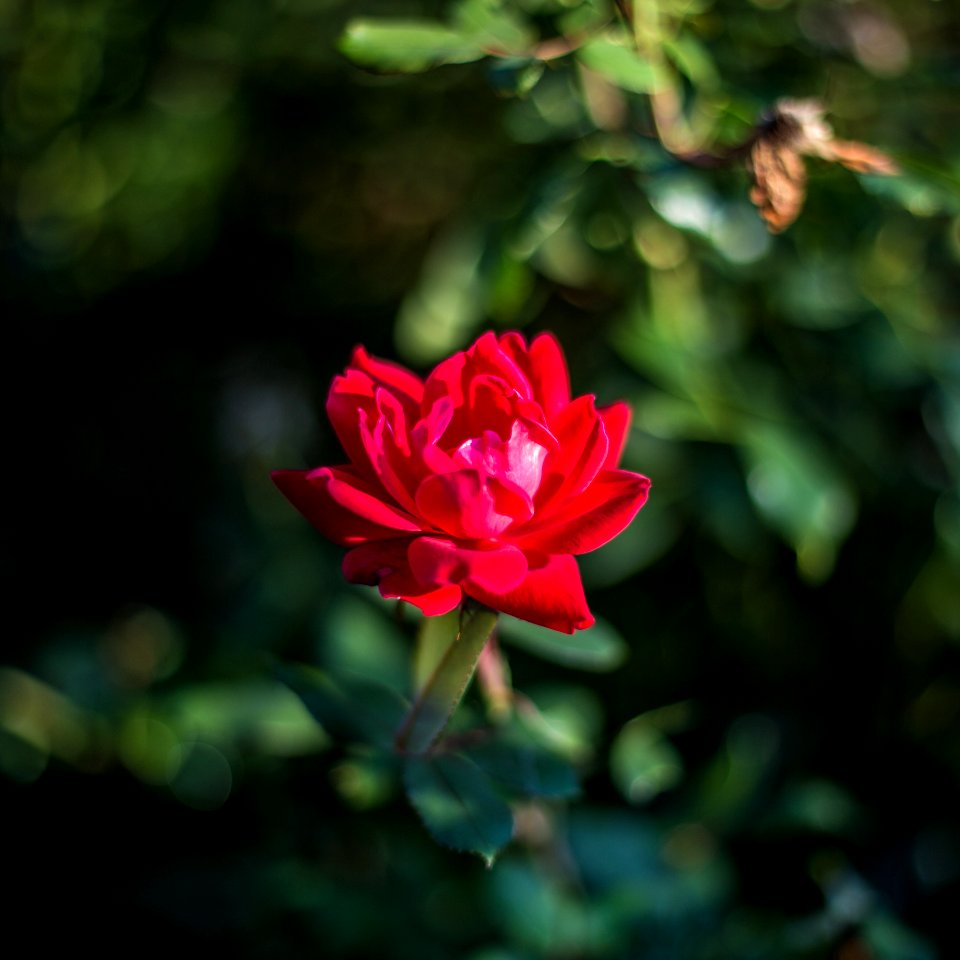 Flowers are restful to look at. They have neither emotions nor conflicts. - Sigmund Freud