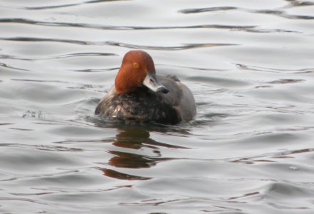 DSCN1502 c Redhead Kankakee Co IL 1-4-2014