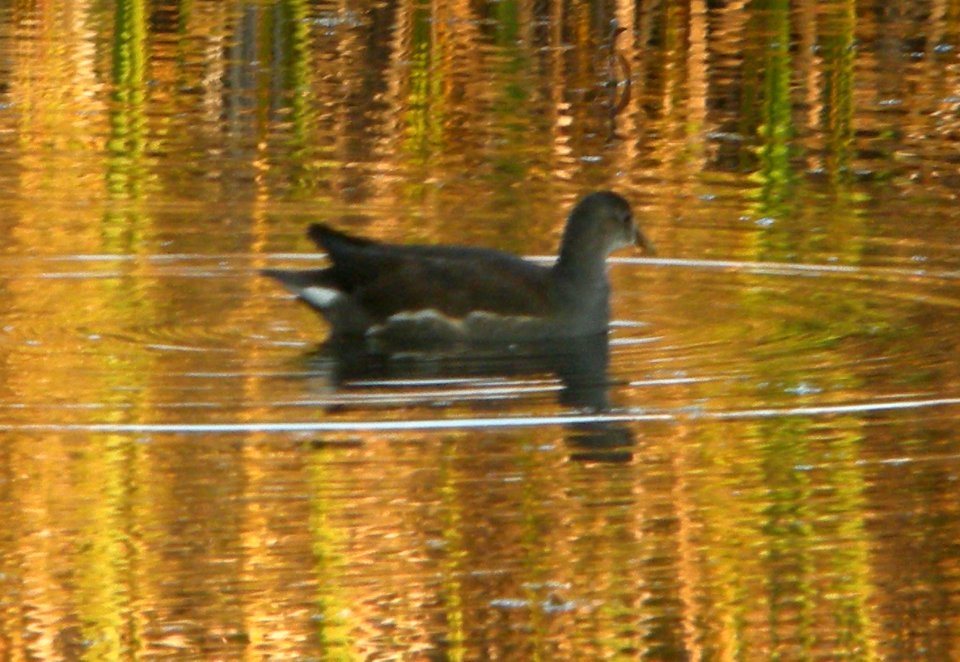 DSCN5926 c Common Gallinule Willow Slough FWA Newton Co IN 10-15-12