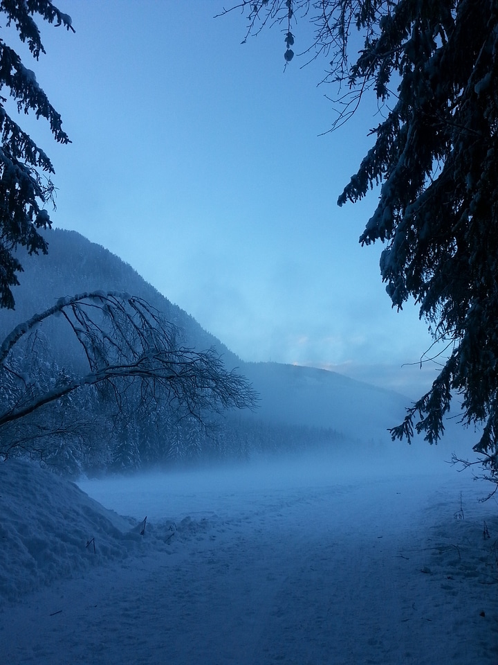 Winter forest fog photo