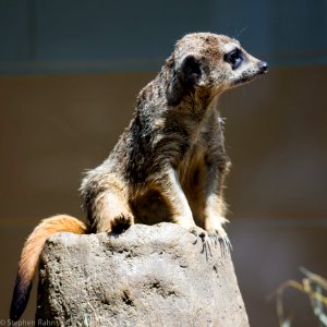 Zoo Atlanta Meerkat