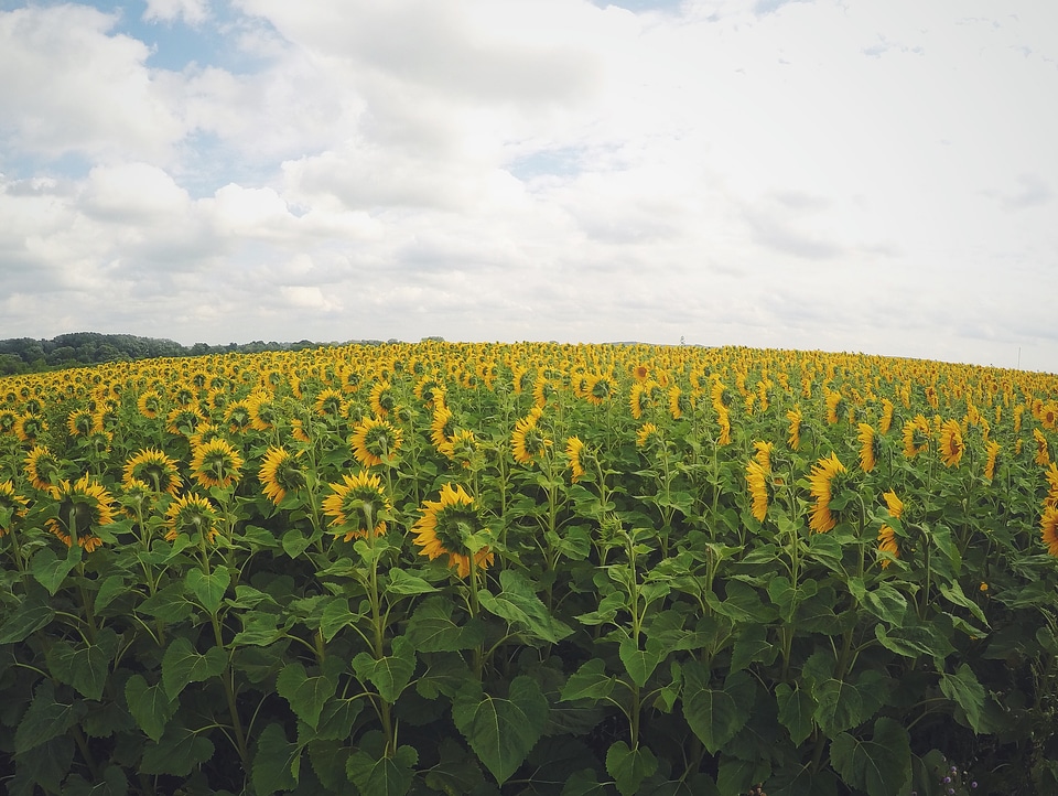 Yellow nature outdoors