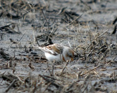 DSCN2847 c Snow Bunting TNC Kankakee Sands IN 3-28-2014