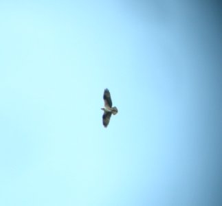 DSCN3109 c Osprey Kankakee IL 5-4-2014 (Photo thru bins)