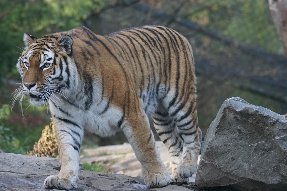 Predator tiger amurtiger