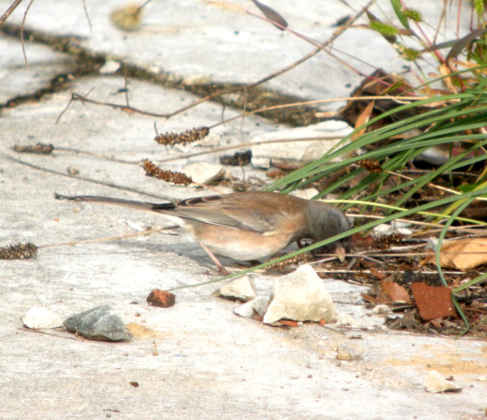 DSCN4005 c Dark-eyed Junco (Oregon) LeVasseur Park Kankakee IL 10-2-10