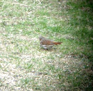 DSCN2971 c Fox Sparrow Kankakee IL 4-19-2014  (Photo thru bins)