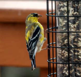 Day 65 - American Goldfinch photo