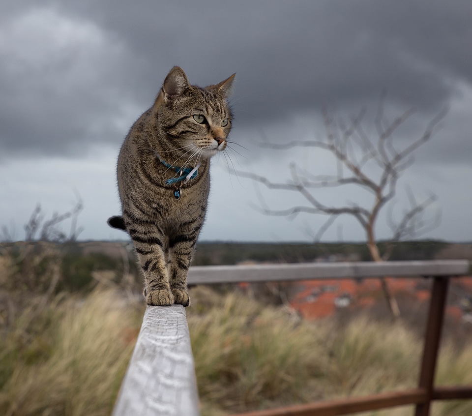 Cat domestic animal outdoor