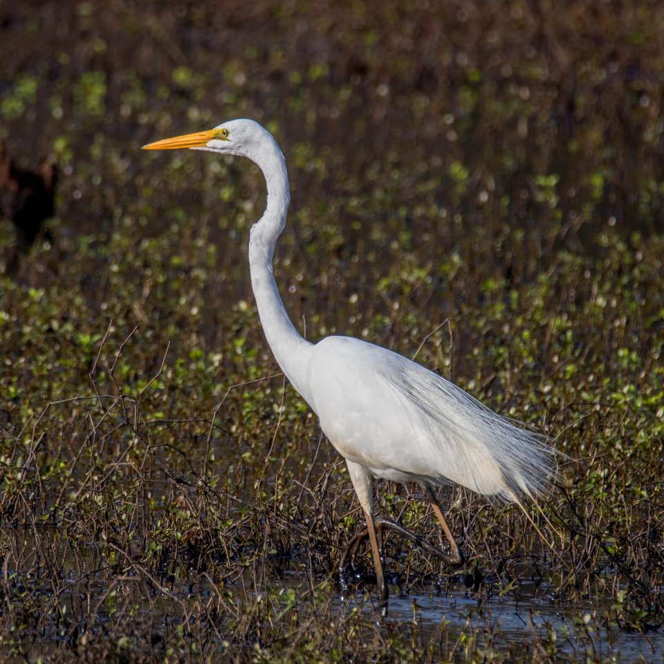 White Egret at the Ocmulgee National Monument