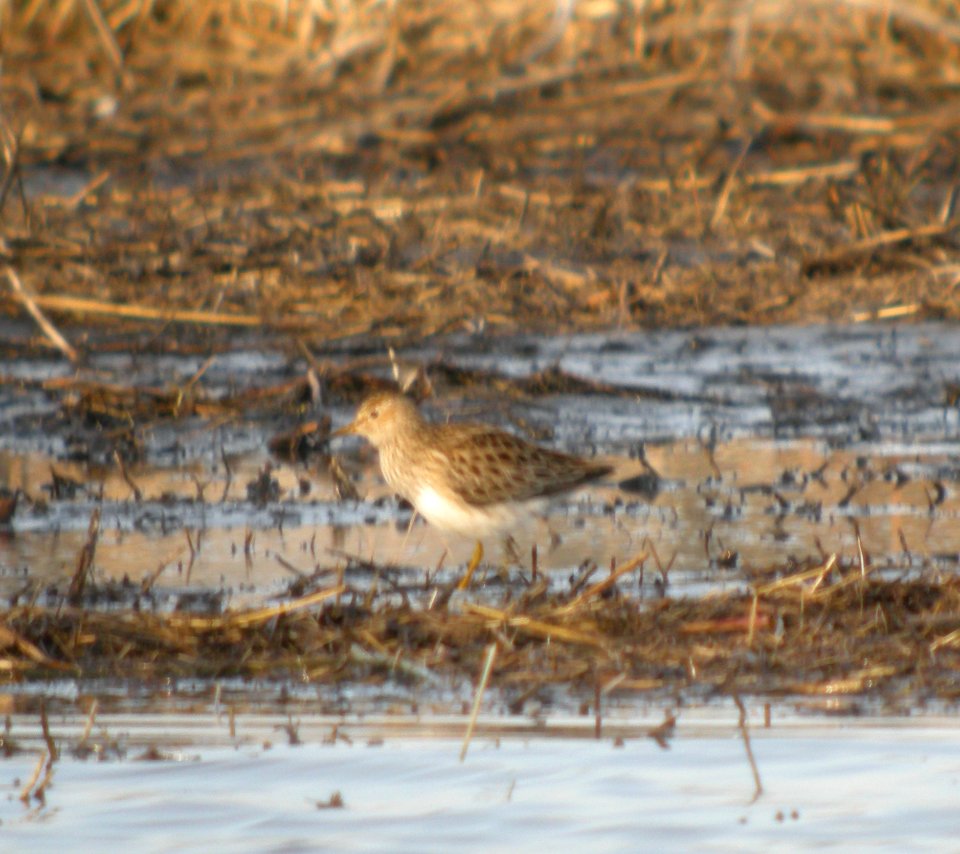DSCN2916 c Pectoral Sandpiper TNC Kankakee Sands IN 3-31-2014