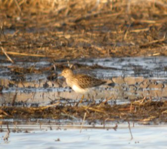 DSCN2916 c Pectoral Sandpiper TNC Kankakee Sands IN 3-31-2014