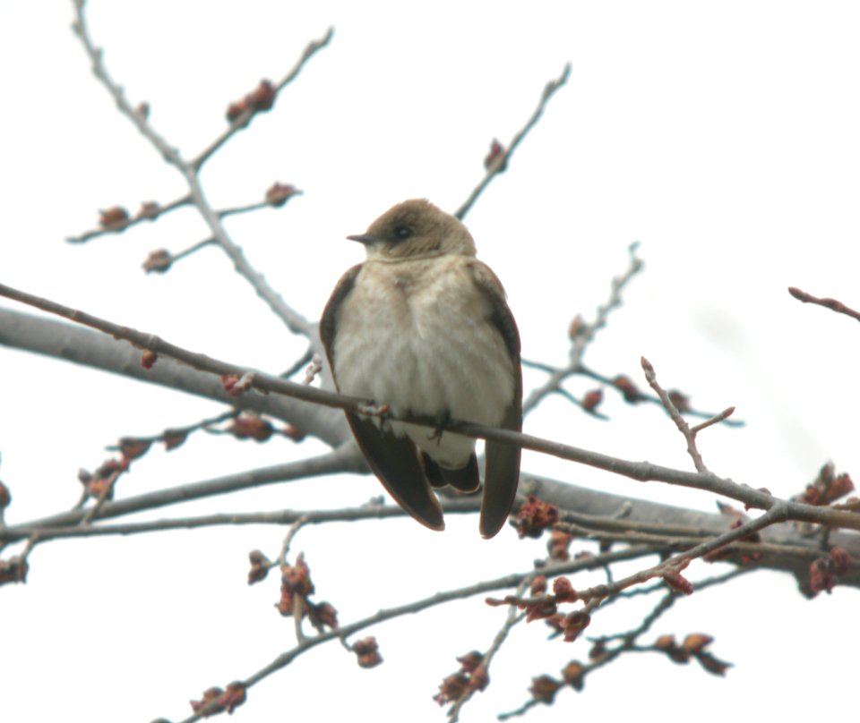 DSCN2938 c Rough-winged Swallow Kankakee IL 4-7-2014