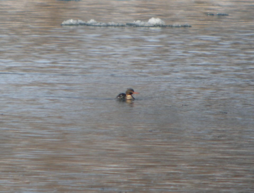 DSCN1478 c Red-breasted Merganser Kankakee Co IL 1-4-2014