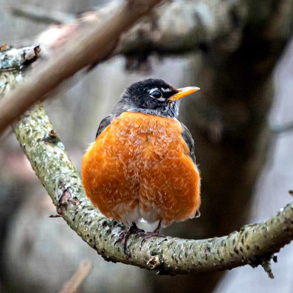 Day 54 - Chunky Robin