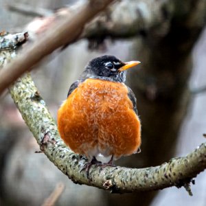 Day 54 - Chunky Robin