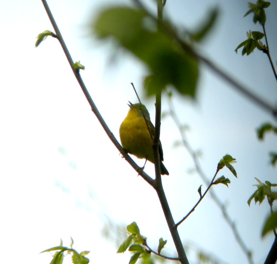 DSCN3100 c Nashville Warbler Kankakee IL 5-4-2014 (Photo thru bins)
