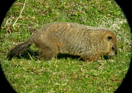 DSCN2964 c Wood Chuck Kankakee IL 4-12-2014