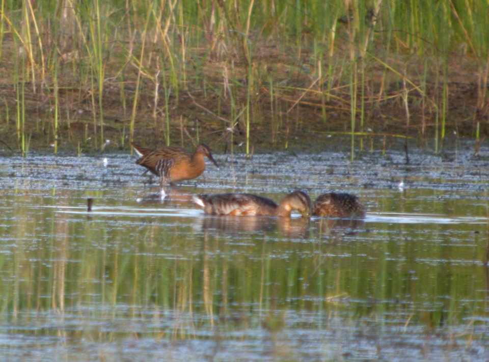 DSCN9978 c King Rail (Male #2) Newton Co IN 8-15-13