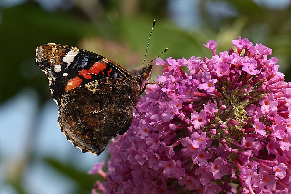 Butterfly buddleja davidii garden photo