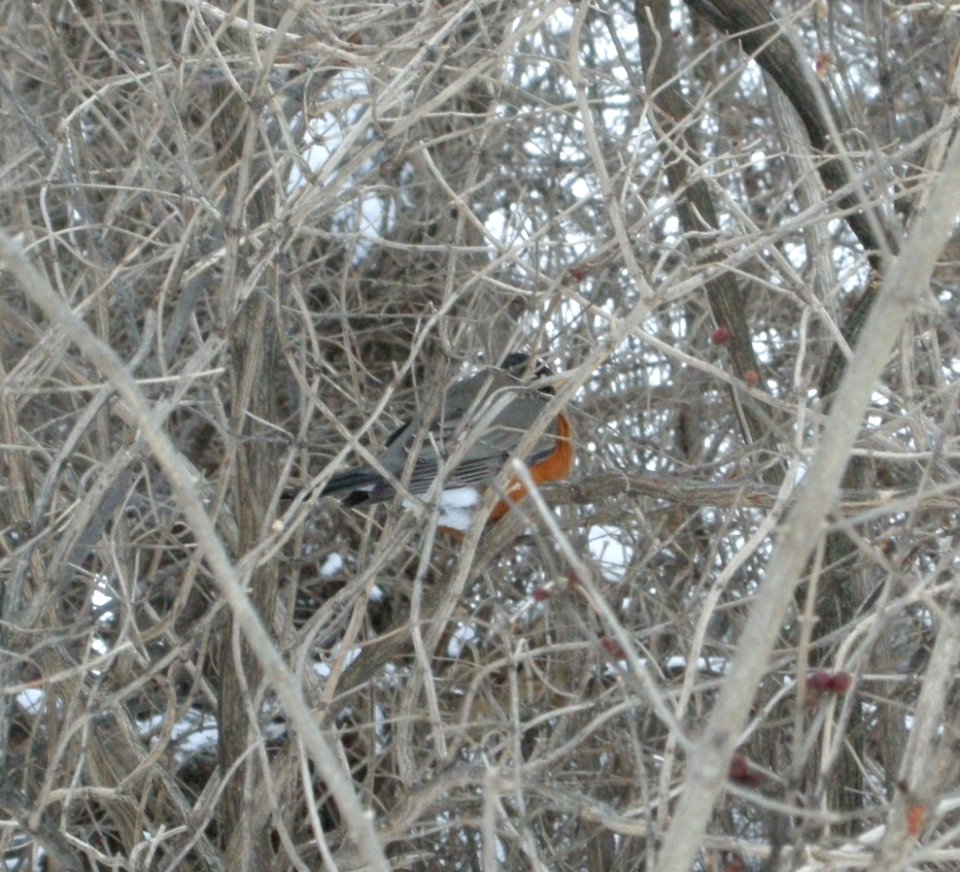 DSCN0357 c American Robin Iroquois Co IL 1-2-2014