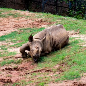 Zoo Atlanta Baby Rhino photo