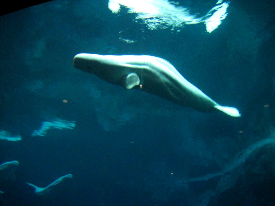 aqua09