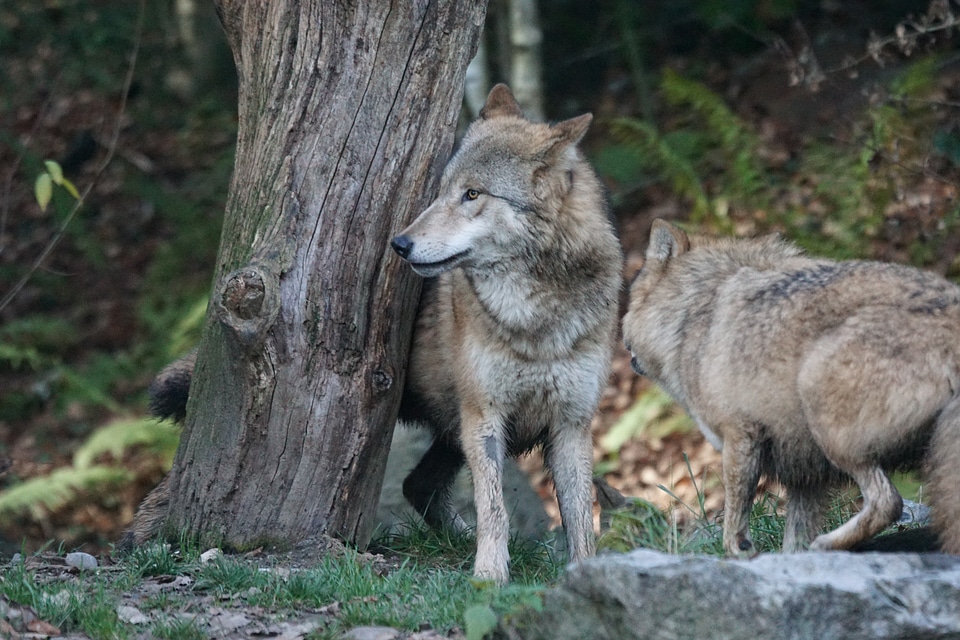 Animals predator mongolian wolf