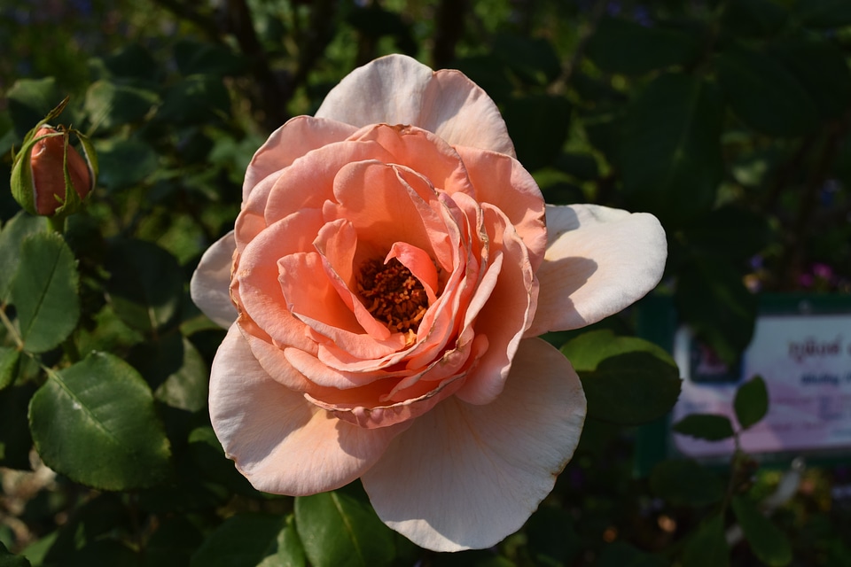 Light orange roses a rose pink roses