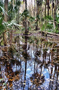 Swamp green palm trees