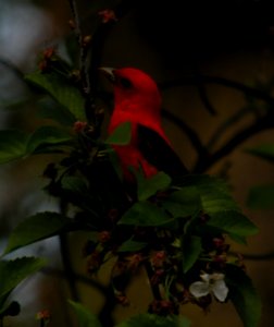 DSCN3224 c Scarlet Tanager  Kankakee IL 5-12-2014