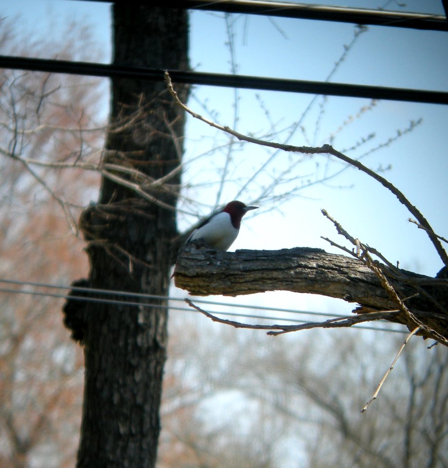 DSCN3017 c Red-headed Woodpecker Kankakee IL 4-25-2014 (Photo thru bins)