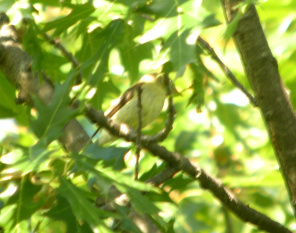 DSCN9701 c Acadian Flycatcher Kankakee Co IL 8-3-13