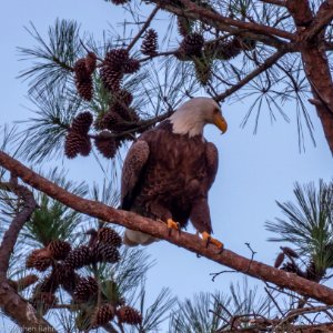 Bald Eagle at Berry College