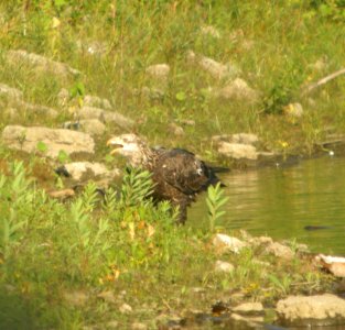 DSCN0685 c Bald Eagle Kankakee IL 9-25-2013