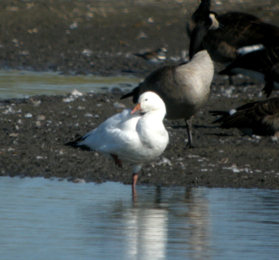DSCN0665 c Snow Goose Kankakee Co IL 9-22-2013