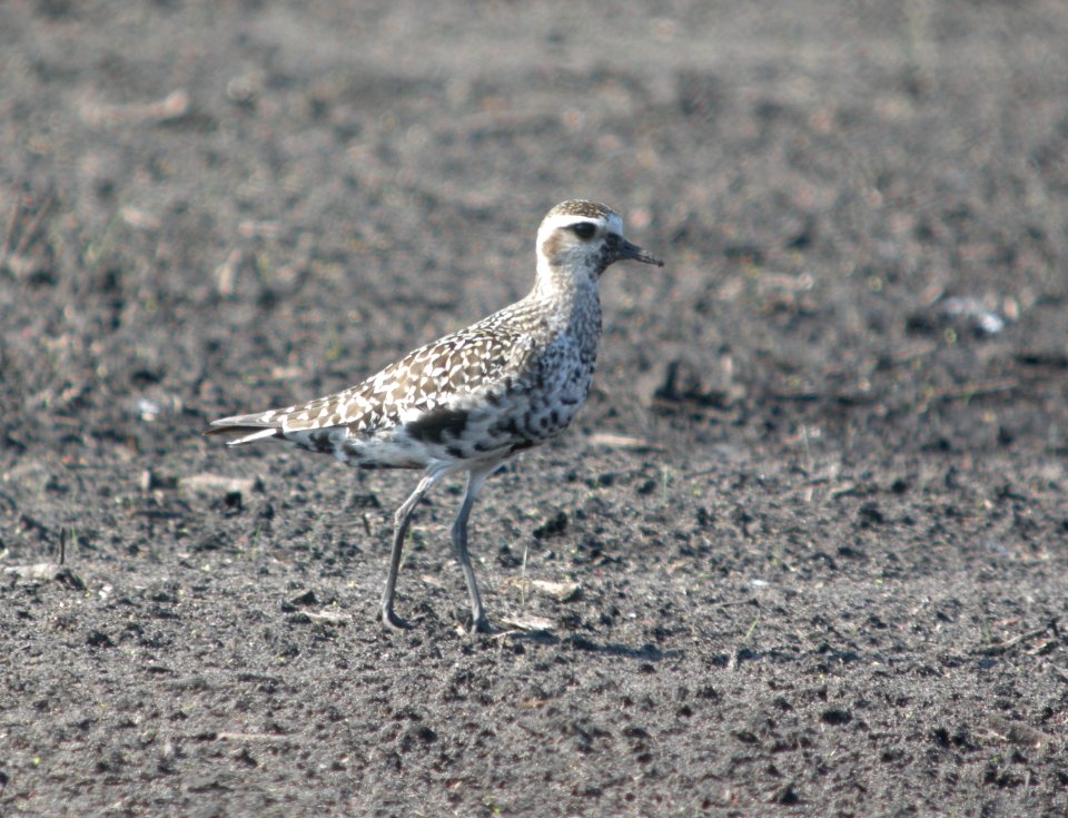 DSCN0375 c American Golden-Plover Kankakee Co IL 8-30-13