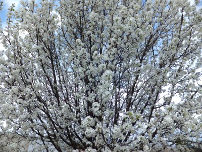 Day 67 - Bradford Pear Tree