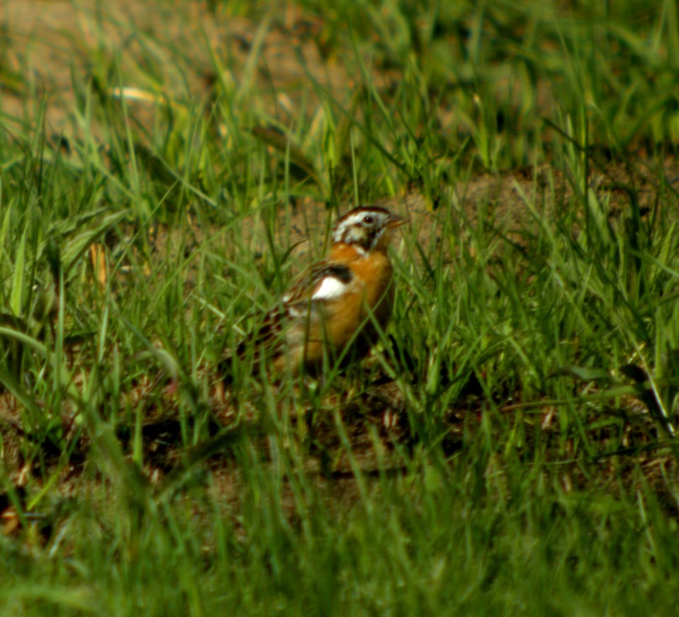 DSCN3091 c Smith's Longspur TNC Kankakee Sands IN 4-22-2014