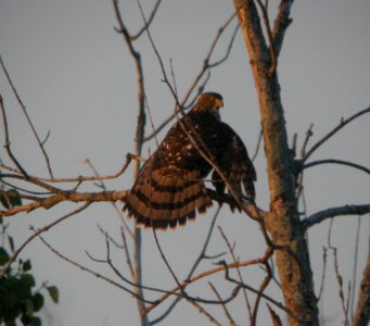 DSCN0343 c Cooper's Hawk Newton Co IN 8-28-13