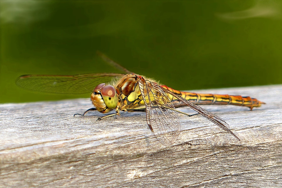 Four patch libellula quadrima culata close up