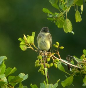 DSCN0276 c Eastern Phoebe Newton Co IN 8-20-13 photo