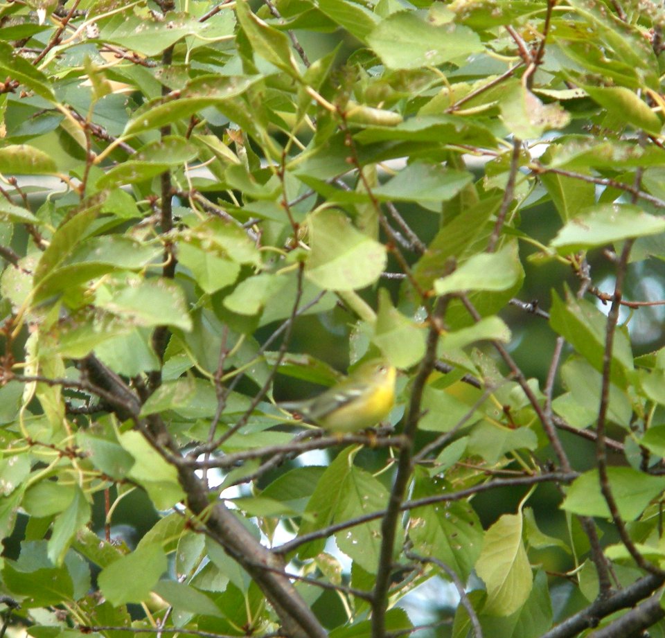 DSCN0852 c Northern Parula  Kankakee IL 10-12-2013