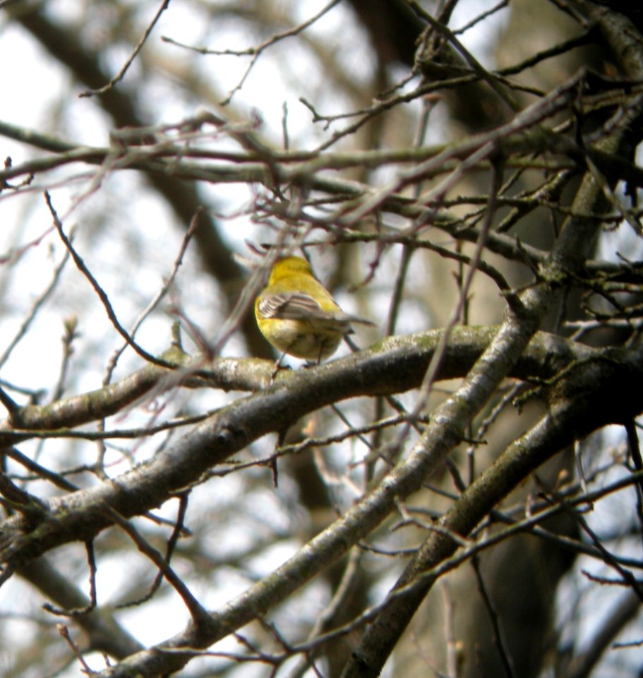 DSCN3006 c Pine Warbler Willow Slough FWA IN 4-24-2014 (Photo thru bins)