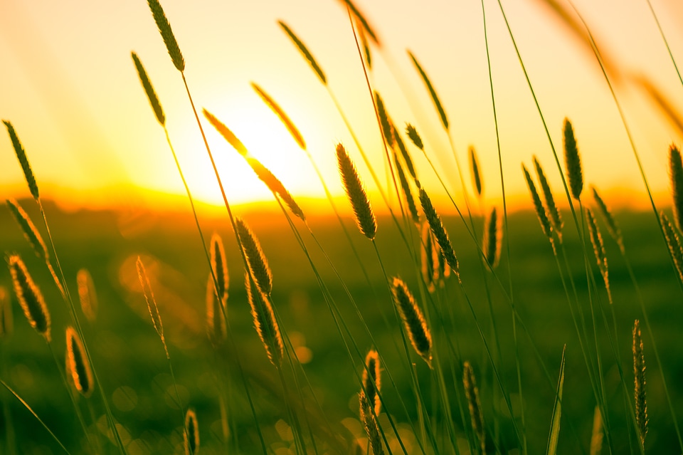 Grasses atmosphere scenic