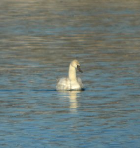 DSCN1260 c Mute Swan Kankakee Co IL 12-18-2013