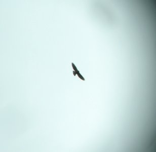 DSCN3062 c Broad-winged Hawk Bourbonnais IL 4-30-2014 (Photo thru bins)