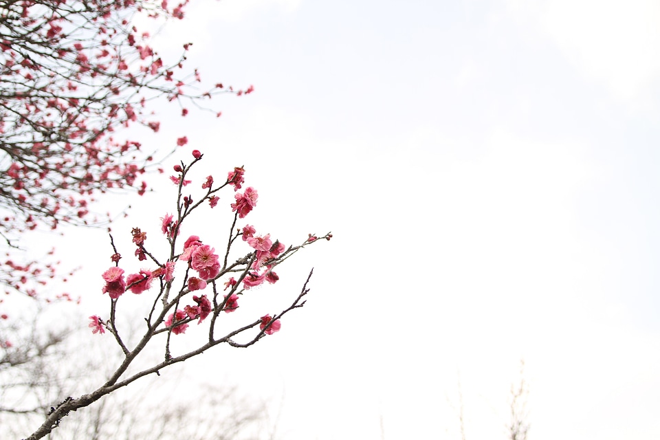 Japanese peace park march plum blossom
